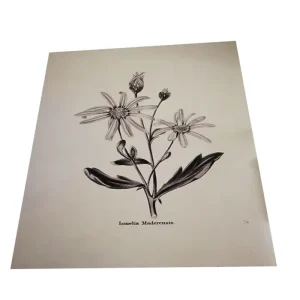 Art Printing on Paper Museum Quality Photo Poster
