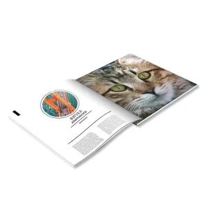 Custom Print Glossy or Matte Laminated Full Color Flyer Booklet Folded Leaflet Poster Postcards Promotion Flyer